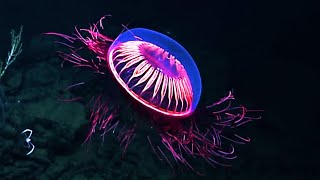 10 Most Beautiful Jellyfish In The World [upl. by Dalia]