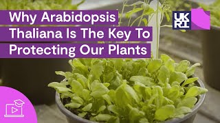 Why Arabidopsis Thaliana Is The Key To Protecting Our Plants  Thale Cress Explained [upl. by Ferrell]