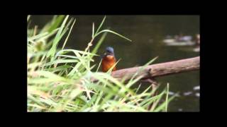 Common Kingfishers in N Ireland [upl. by Clementi362]