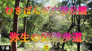 真夏の道筋 8月29日 火曜 晴れ 暑中 むきばんだ史跡公園 弥生の森遊歩道 日本 鳥取県西伯郡大山町 鳥取県立むきばんだ史跡公園 WalkingYoshi [upl. by Kopans]