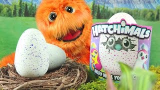 Hatchimals Hatching Video Eggs Opening Draggles Giant Toy Review Draggles amp Pengualas for kids [upl. by Ainak425]