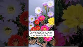 Tips to cure wilted plants garden gardeningtips plants [upl. by Nalyac]