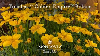 Monrovia  Timeless™ Golden Empire™ Bidens [upl. by Galang143]