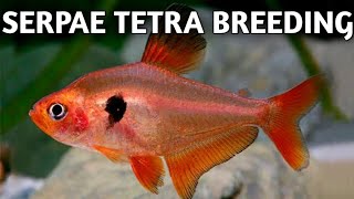 Serpae tetra breeding step by step  Tetra fish breeding  Serpae tetra [upl. by Anita]