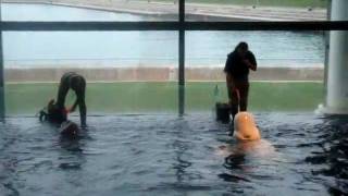 Beluga whales and dolphins at feeding time at Shedd Aquarium Chicago  10122009MPG [upl. by Tasha]