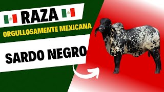 GANADO SARDO NEGRO DE MÉXICO PARA EL MUNDO [upl. by Alehtse]