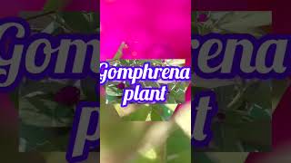 🙏Gomphrena ka plants ✨gardenplants flowers vidoeshort 💐💐 [upl. by Richlad887]