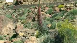 El tajinaste rojo ya florece en las laderas del Teide [upl. by Mcgray208]