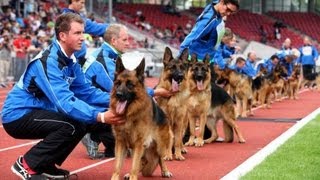 SchäferhundeWM im Auestadion Kassel mit George Foreman [upl. by Ycal]