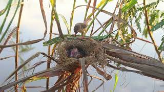 Mother protect her baby with food poor ActionEp3 [upl. by Kcirtapnhoj607]