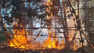 A big fire behind the graveyard of Parys in South Africa [upl. by Ymmij]