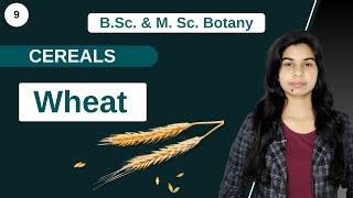 Economic Botany  CEREALS  WHEAT  B Sc amp M Sc [upl. by Esyla]