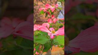 Cornus Florida flowers  pink Dogwood flowers flowers gardenflowers shorts [upl. by Oirromed]