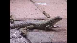 Lizard on the Streets in FT Lauderdale Florida [upl. by Sukramed]