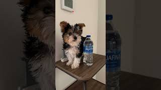 Biewer yorkshire terrier available 9363100774 yummyyorkiescom [upl. by Leonanie]