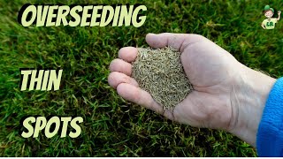 How to overseed a thin lawn and bare spots [upl. by Corella775]