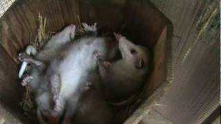 Fivemonthold opossum babies keeping cool [upl. by Boigie]