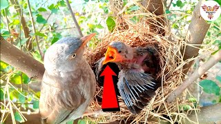 Babbler Bird’s Love for Its Chick  A Beautiful Sight  Babbler Feeds DiscoveryBirds [upl. by Dincolo350]