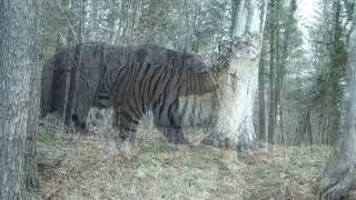 Size comparison between Male Ussuri Brown Bear and Male Siberian Tiger [upl. by Joel]