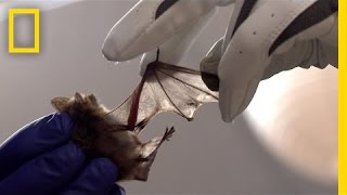 Special Bacteria Helps Heal Sick Bats  National Geographic [upl. by Oaks]