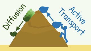 Diffusion vs Active Transport  Transport Through the Cell Membrane  General Physiology [upl. by Olegnaed149]