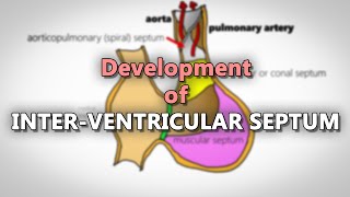 Interventricular septum development  Embryology made easy [upl. by Nnyloj]