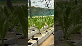 Yoki’s Farm Hydroponics in Cavite Philippines [upl. by Ravilob]