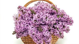 Barbara King 2Piece Reblooming Lilac Josee Live Plants on QVC [upl. by Green]