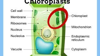 ChloroplastsDefinitionFunctionStructure [upl. by Rubia]