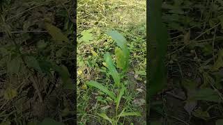 কাউনকাওনSetaria italicafoxtail millet nature beautiful amazing beauty food crop corn ফসল [upl. by Efren]