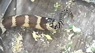 Kingsnake Eats Rattlesnake Alive [upl. by Katushka]