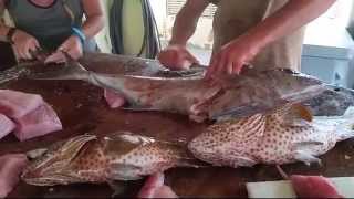 How to Remove Worms from Amber jack Fish [upl. by Rebmaed21]