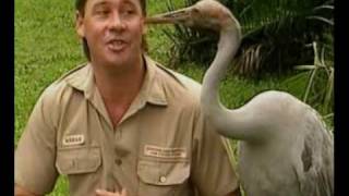 Steve Irwins Wildest Animal Encounters Part 2 [upl. by Sukram]