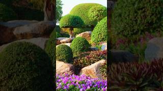 outdoor plants for home garden homdecor gardendesign [upl. by Naillimxam43]