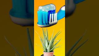 A natural aloe🪴 toothpaste🪥thats easy to make at home aloevera toothpaste diy [upl. by Hgieloj]