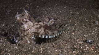 MimicOctopusshorts CamouflageSecretsChromatophoresMarineAdaptationOceanScience [upl. by Laurence]