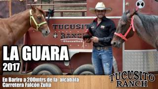 CESAR REYES  EL TUCUSITO  LA GUARA  2017 [upl. by O'Reilly]