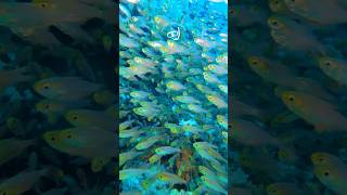 GLASS FİSH  SHARM EL SHEİKH glassfish underwater redsea sea [upl. by Nolra]