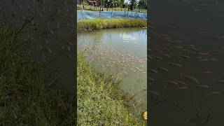 Oreogromis Niloticus Nile tilapia fishing [upl. by Minor315]