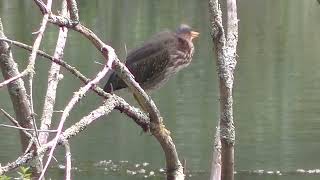 Large Predatory Waterbirds [upl. by Tehc]