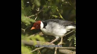 Discover the Yellow Billed Cardinal A Hidden Gem of South America [upl. by Hassi]