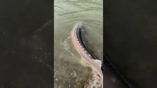 MASSIVE STURGEON Fishing sturgeon rivermonsters river fishing [upl. by Aillil]