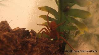 Stoney Huntsman Spider Catches Fly [upl. by Patrizio]