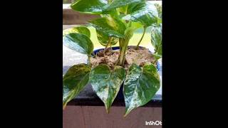 Amazing Propagation Pothos Plants moneyplant pothosplant youtubeshorts [upl. by Notsua]