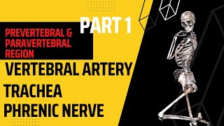 Prevertebral amp Paravertebral region Part 1  Phrenic nerve  vertebral anatomy mbbs lecture [upl. by Ellehsram]