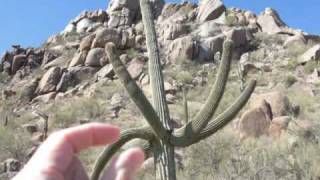 Famous Pinnacle Peak Mountain Saguaro Cactus Scottsdale Arizona [upl. by Pratt]