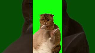 Green Screen Judgy Cat Meme  Kovboy Kedi Yeşil Perde shorts [upl. by Nalyad]