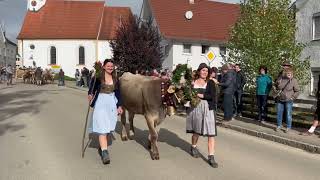 Viehscheid in Oberschönegg 2024 mit der Alpe Gunzesried [upl. by Leahcimnaes]