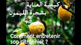 Comment Entretenir son Citronnier  كيف نعتني بشجرة الليمون [upl. by Yelnats]