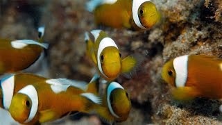 Just Keep Swimming  Anilao Saddleback Clownfish [upl. by Procto275]